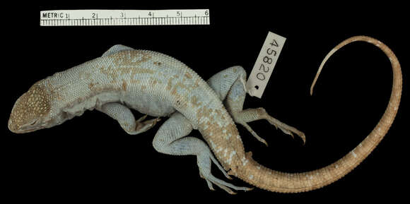 Image of Boettger's Whorltail Iguana