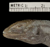 Image of Boettger's Whorltail Iguana