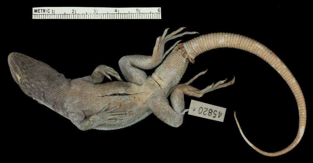 Image of Boettger's Whorltail Iguana