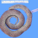 Image of Black-headed Ground Snake