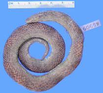 Image of Black-headed Ground Snake