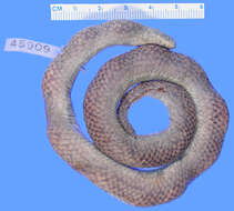 Image of Black-headed Ground Snake