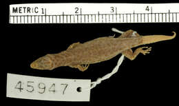 Слика од Sphaerodactylus altavelensis altavelensis Noble And Hassler 1933