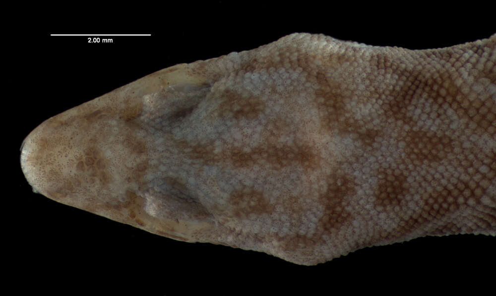 Слика од Sphaerodactylus altavelensis altavelensis Noble And Hassler 1933