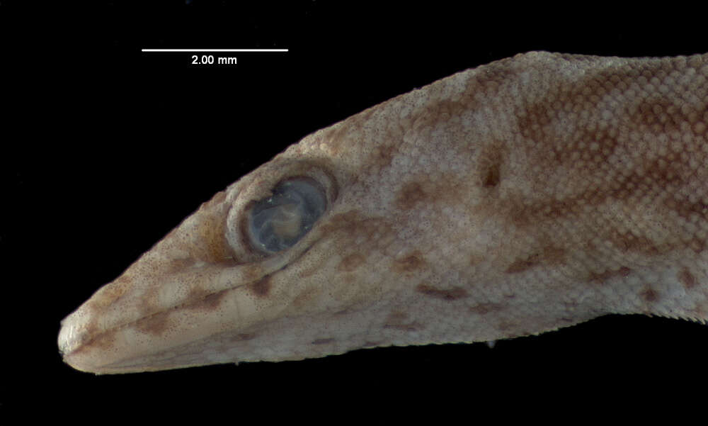 Слика од Sphaerodactylus altavelensis altavelensis Noble And Hassler 1933