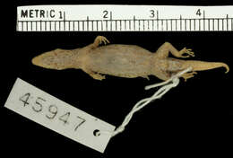 Слика од Sphaerodactylus altavelensis altavelensis Noble And Hassler 1933