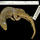 Image of Barahona Curlytail Lizard