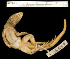 Image of Barahona Curlytail Lizard