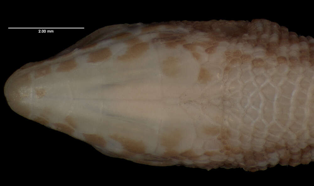 Image of <i>Leposoma percarinatum</i>