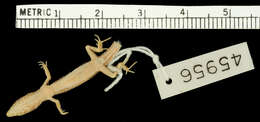 Image of <i>Leposoma percarinatum</i>