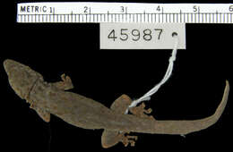 Image of Zaire Dwarf Gecko