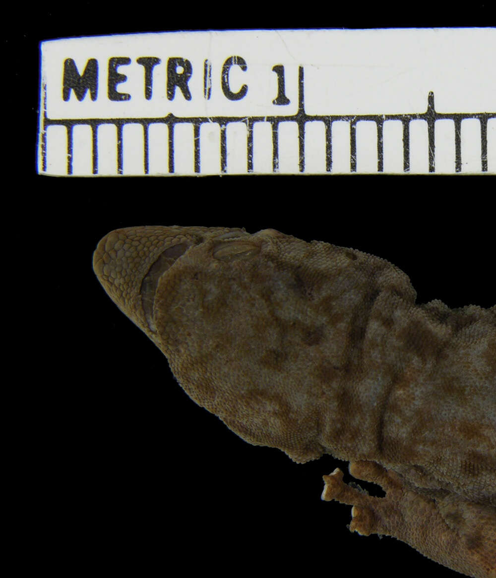 Image of Zaire Dwarf Gecko