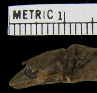 Image of Zaire Dwarf Gecko