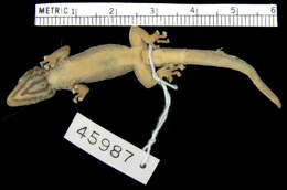 Image of Zaire Dwarf Gecko