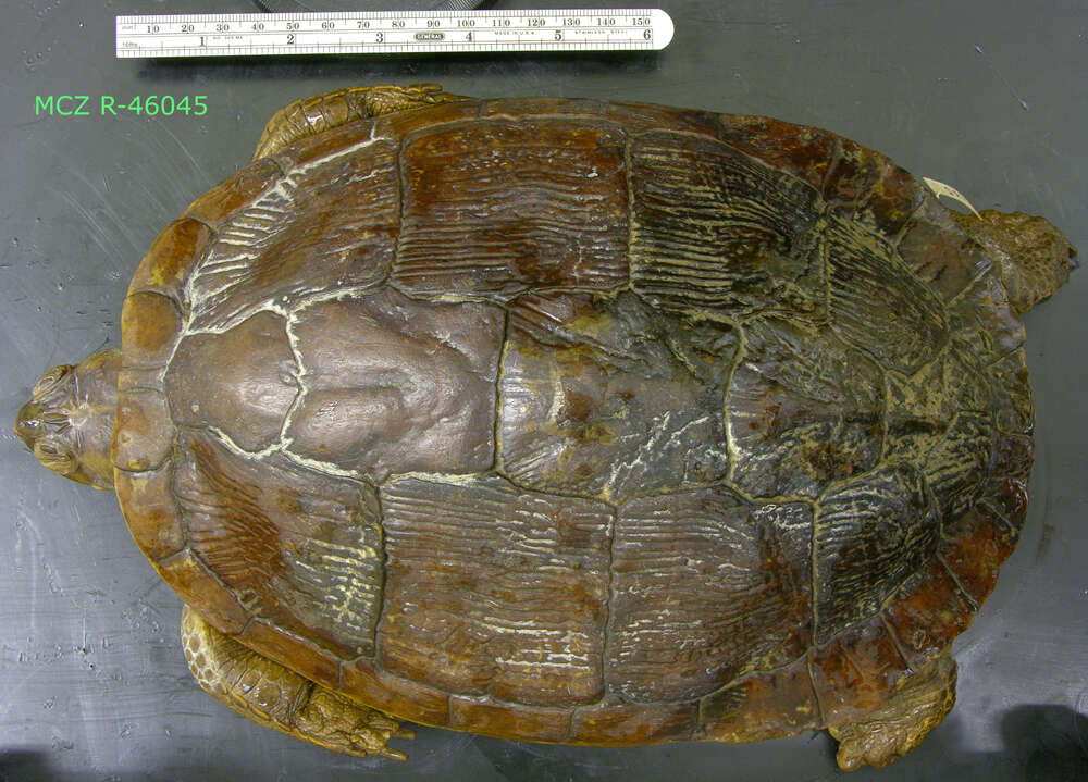 Image of Trachemys decussata angusta (Barbour & Carr 1940)