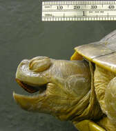 Image of Trachemys decussata angusta (Barbour & Carr 1940)