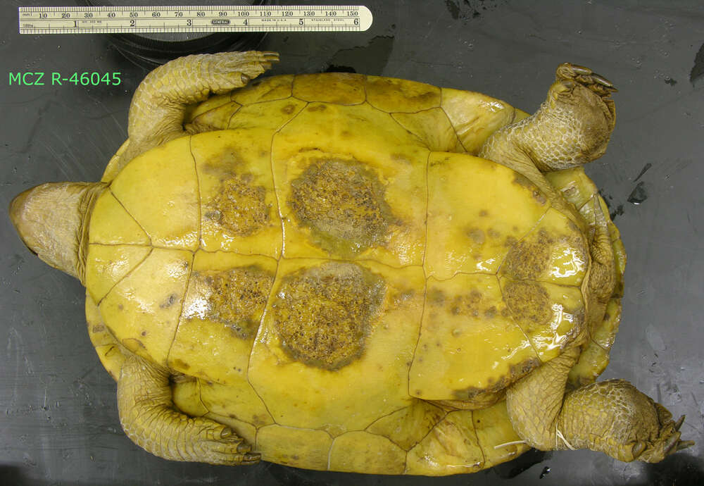 Image of Trachemys decussata angusta (Barbour & Carr 1940)