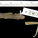 Image of Lygodactylus capensis pakenhami Loveridge 1941