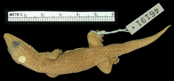 Image of Bogert's Gecko