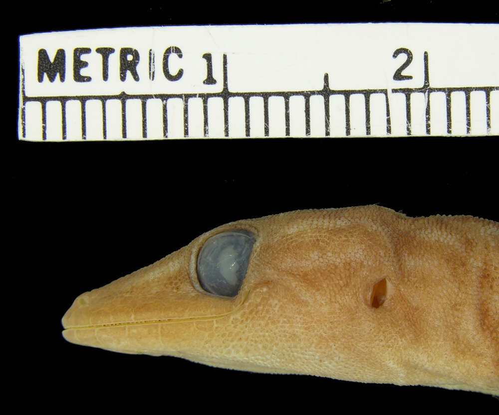 Image of Bogert's Gecko