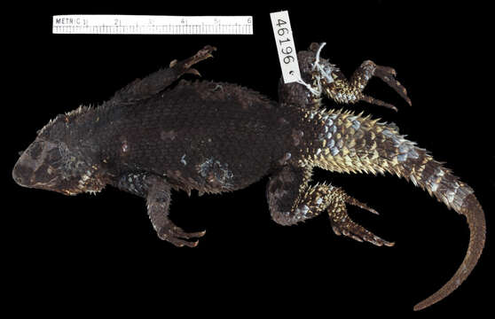 Sceloporus ornatus oberon Smith & Brown 1941的图像