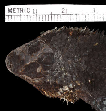 Sceloporus ornatus oberon Smith & Brown 1941的图像