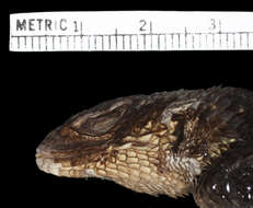 Image of Ornate Spiny Lizard