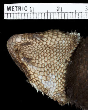 Sceloporus ornatus oberon Smith & Brown 1941的图像