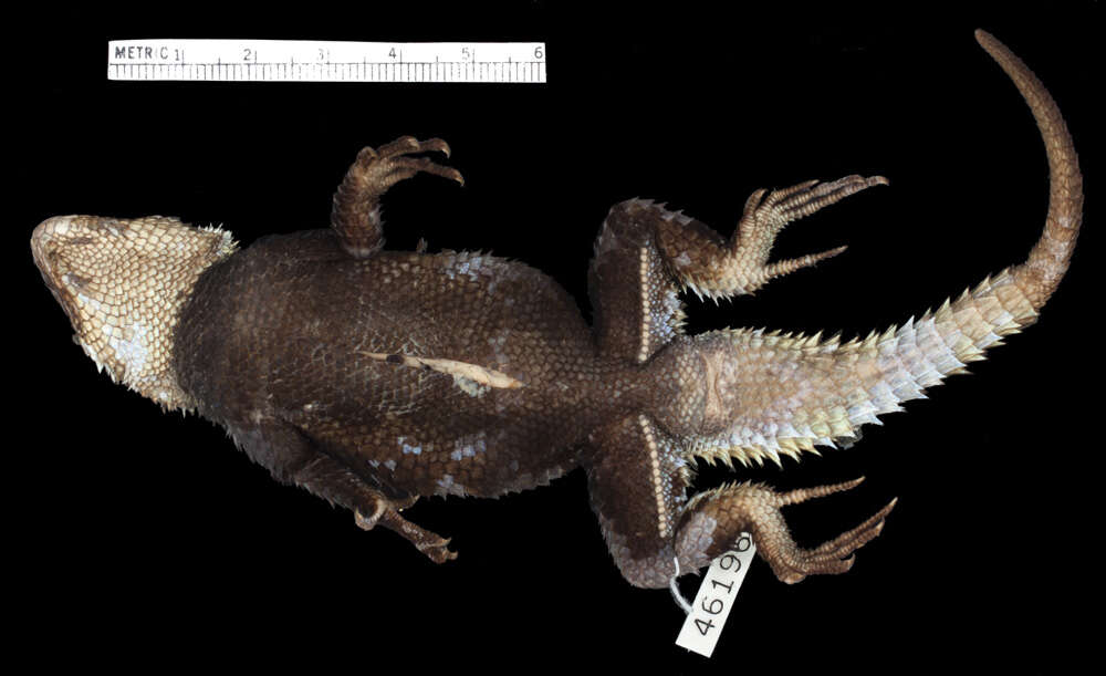 صورة Sceloporus ornatus oberon Smith & Brown 1941