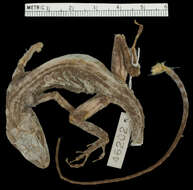 Image of Macrinius' Anole