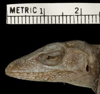 Image of Macrinius' Anole