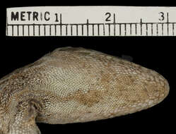 Image of Macrinius' Anole