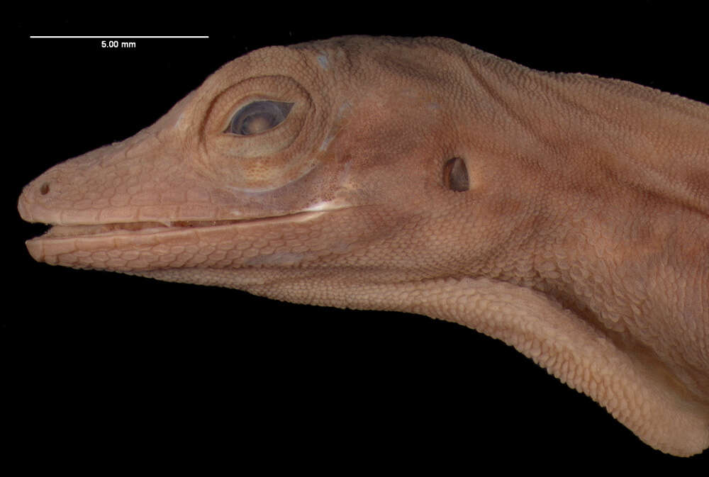 Image of Kempton's Anole