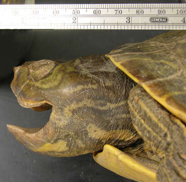 Image of Barbour's Map Turtle