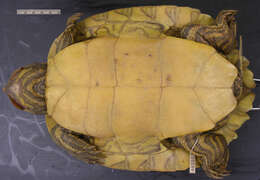 Image of Map Turtles