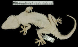 Image of Desert Wall Gecko
