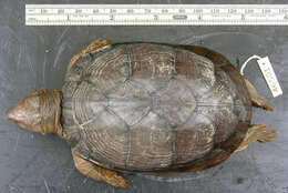 Image of Creaser’s Mud Turtle