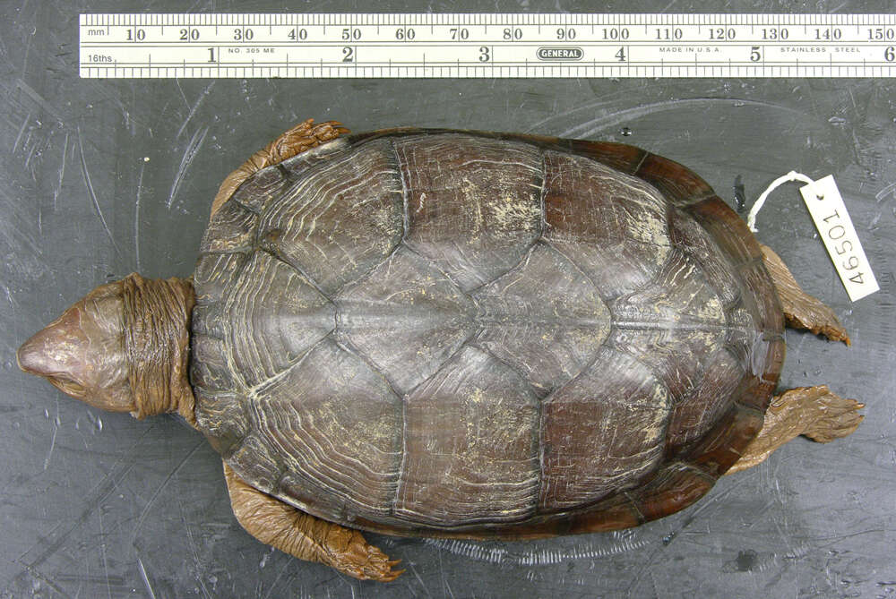 Image of Creaser’s Mud Turtle