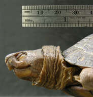 Image of Creaser’s Mud Turtle