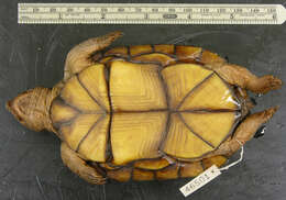 Image of Creaser’s Mud Turtle