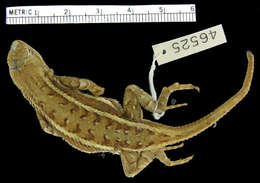 Image of Striped Plateau Lizard