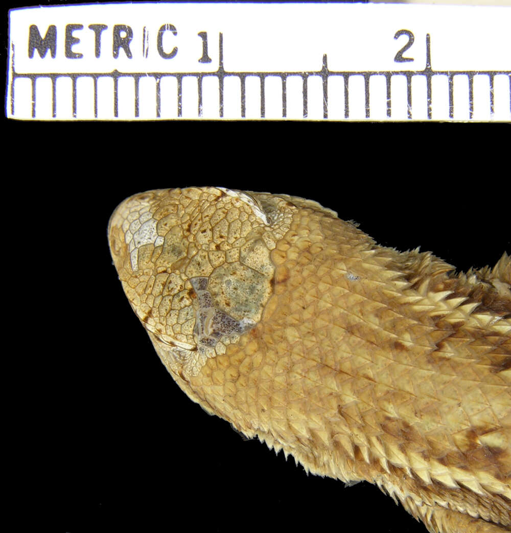 Image of Striped Plateau Lizard