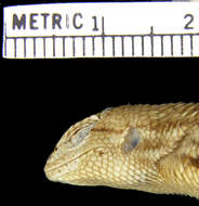 Image of Striped Plateau Lizard