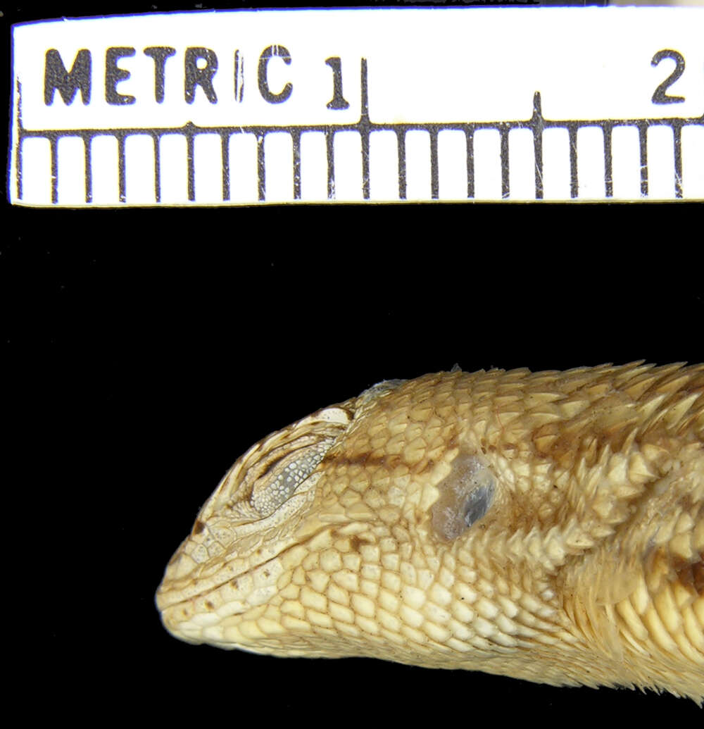 Image of Striped Plateau Lizard