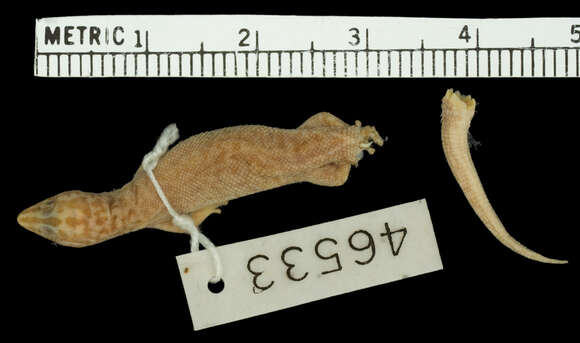 Image of Beatty's Least Gecko