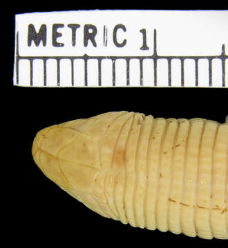 Image of Barbour's Worm Lizard