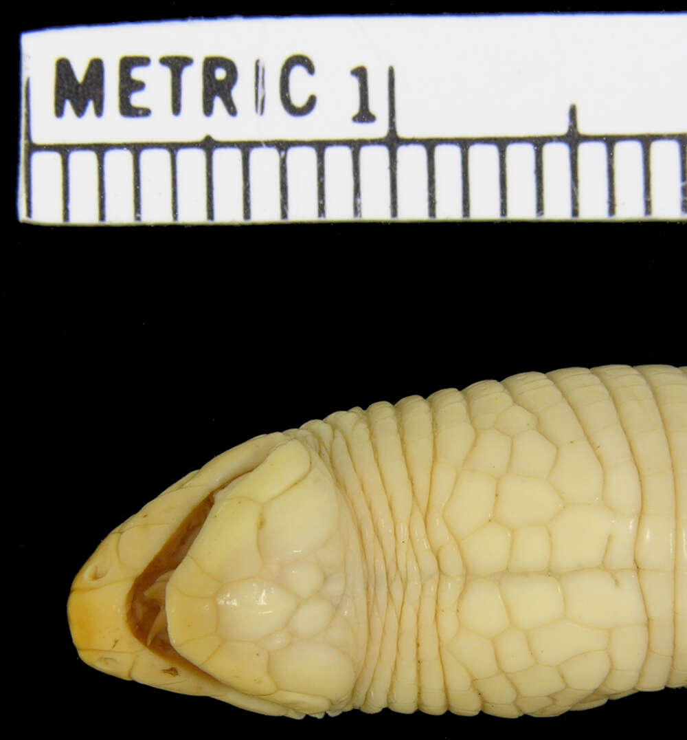 Image of Barbour's Worm Lizard