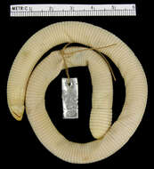 Image of Barbour's Worm Lizard