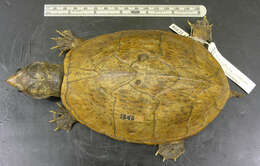 Image of Keeled Musk Turtle