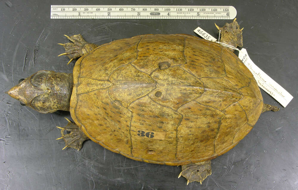 Image of Keeled Musk Turtle